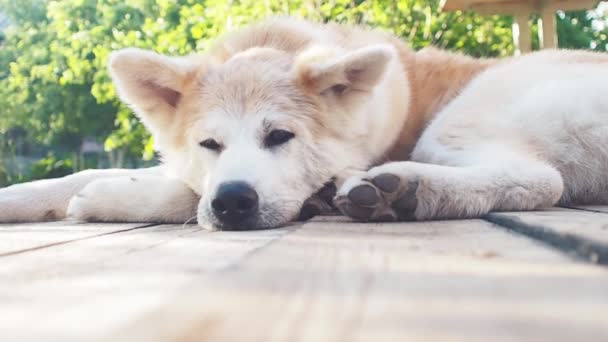 나라의 나무 벽에 앉아, 칼라에 아름다운 푸른 눈 고양이 — 비디오