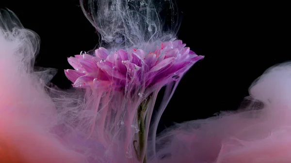 Blomma under vatten och spraya rosa, färg explosion koncept, ljus idé — Stockfoto