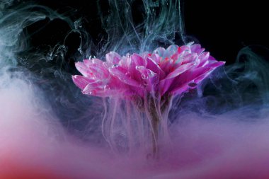 Suyun altında çiçek ve pembe sprey, renk patlaması konsepti, parlak fikir.