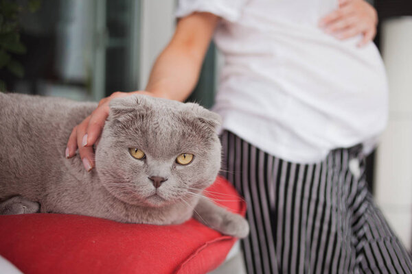 A pregnant woman stroking a sad beautiful silver fold Scottish cat with amber eyes.