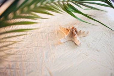 Tropik bir sahil. Yeşil bir palmiye yaprağı ve yalnız bir deniz yıldızı. Beyaz kum üzerinde uzanıyorlar. Masaüstü duvar kağıdı.