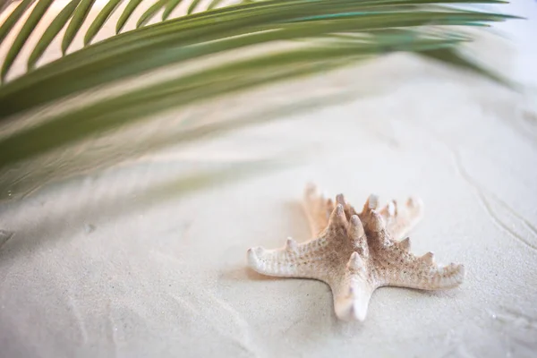 Playa tropical Una hoja de palma verde, y estrellas de mar solitarias, se encuentran en la arena blanca y fina. Fondos de escritorio. — Foto de Stock