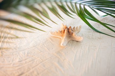 Tropik bir sahil. Yeşil bir palmiye yaprağı ve yalnız bir deniz yıldızı. Beyaz kum üzerinde uzanıyorlar. Masaüstü duvar kağıdı.