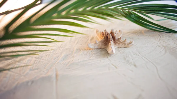 Playa tropical Una hoja de palma verde, y estrellas de mar solitarias, se encuentran en la arena blanca y fina. Fondos de escritorio. — Foto de Stock