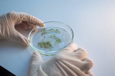 Salgın ve küresel virüs saldırısı konsepti. Laboratuvar teknisyeni ya da araştırmacı bir Petri kabını elinde tutuyor.