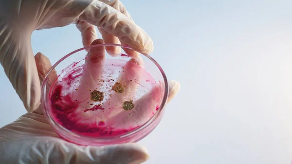 Investigación de virus y bacterias, investigador sostiene una placa de Petri con una muestra. — Foto de Stock