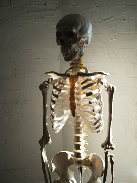Esqueleto humano sobre fondo blanco texturizado, luz solar, iluminación de contraste. — Foto de Stock