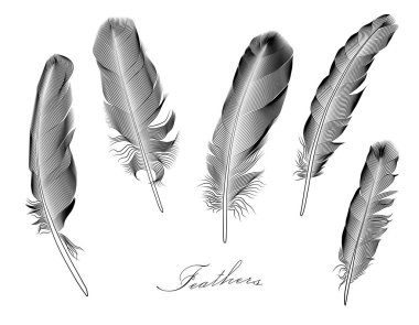 5 stilize tüyler kümesi. Vektör çizim. Beyaz izole.