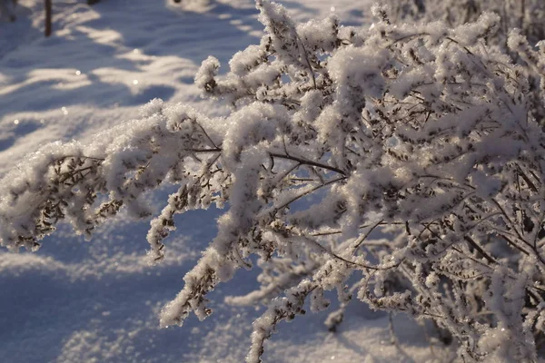 Den Vackra Mössan Snö Ligger Gräset Snön Täckte Gräset Vintern — Stockfoto