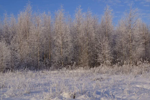 1月の晴れた霜の日 冬は雪の毛布に地球を包んだ — ストック写真