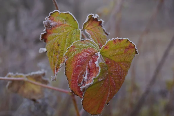 First frost on the leaves in autumn