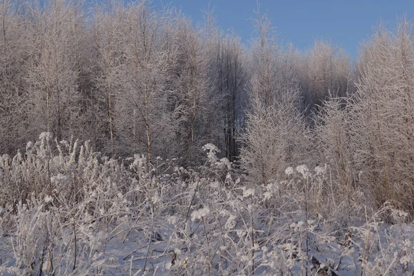 Zonnige Ijzige Dag Januari Winter Wikkelde Aarde Een Deken Van — Stockfoto