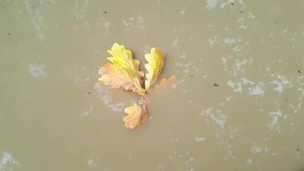 風に揺れる水たまりの中にオークの葉 — ストック動画