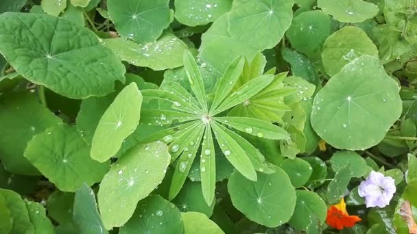 Regendruppels Bladeren Van Nasturtium Lupine — Stockvideo