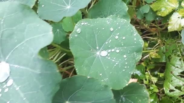 Σταγόνες Βροχής Στα Φύλλα Του Νεροκάρδαμου — Αρχείο Βίντεο
