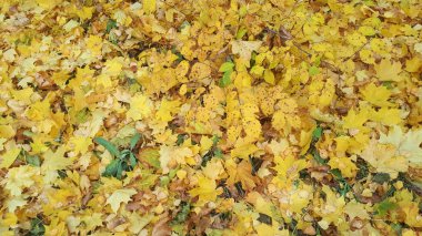 Akçaağaç yaprakları ekim ayının sonbaharında çok güzeldir. Sonbahar sarı akçaağaç yapraklarından bir halı.      