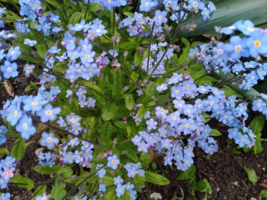 Yaz. Mavi çiçekler. Unutma-beni-nots. 