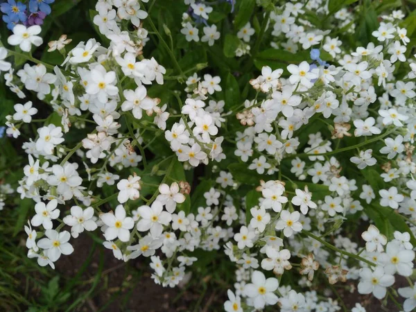 Літо. Білі квіти. Забудь-яких . — стокове фото