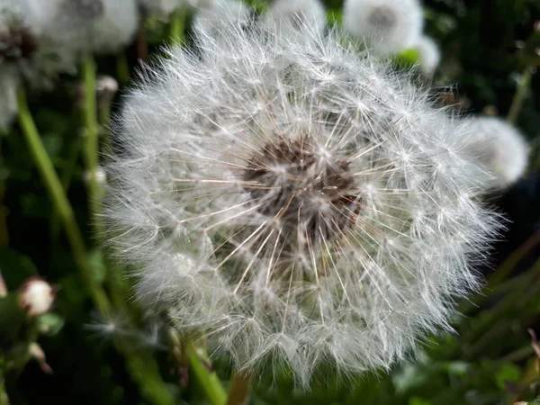 Fluffy white red seeded common dandelion. bright green spring grass around. — Stock Photo, Image