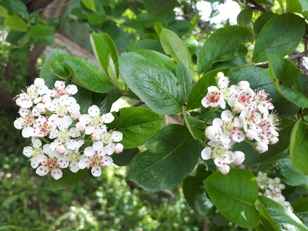 Ramo de uma árvore de maçã florescente — Fotografia de Stock