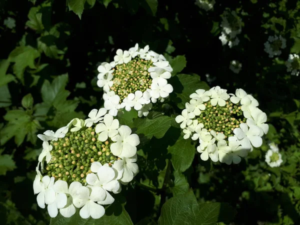 Viburnum plantas floridas florescendo no jardim . — Fotografia de Stock