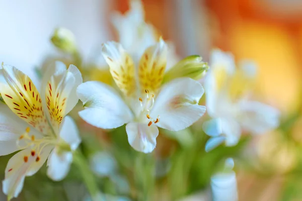 Flores de primavera, flores delicadas y fragantes — Foto de Stock