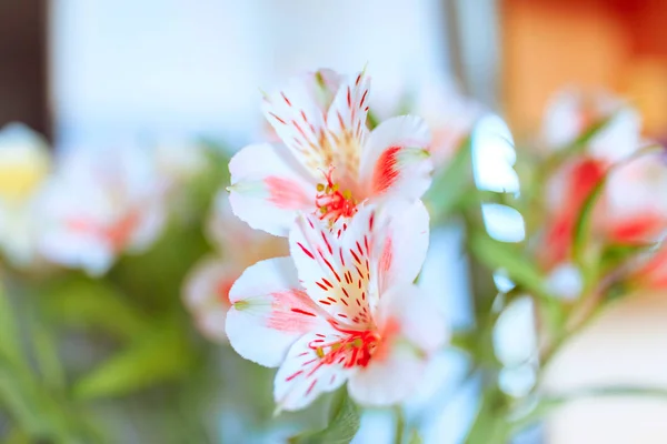 Alstroemeria çiçek Canlı buket — Stok fotoğraf