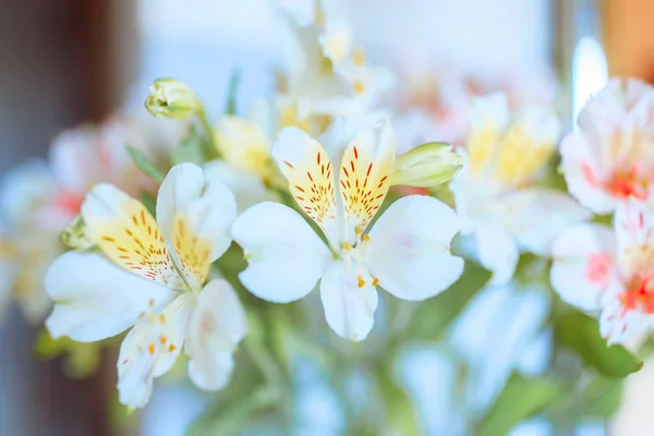 Frühlingsblumen, zarte und duftende Blumen — Stockfoto
