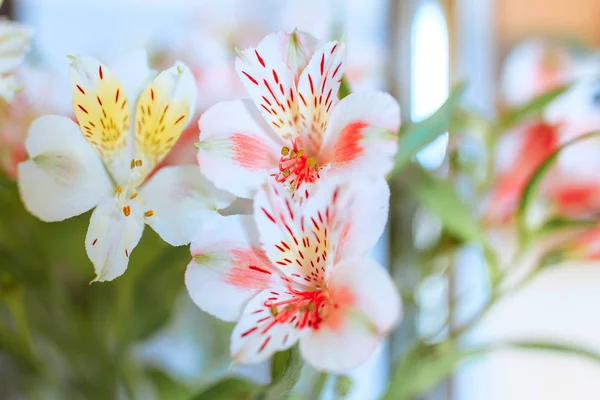 Lente bloemen, delicate en geurige bloemen — Stockfoto