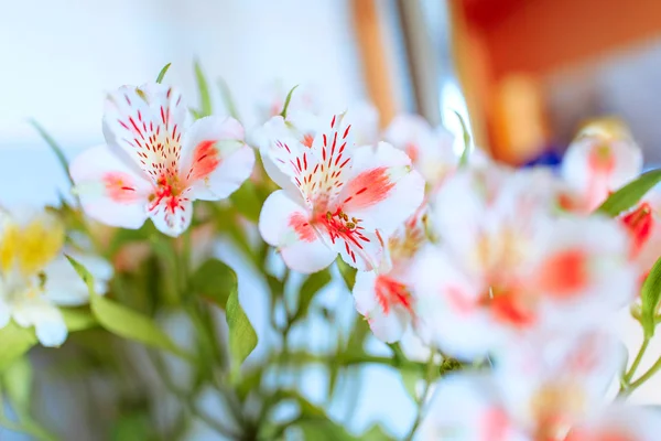 Bahar çiçekleri, narin ve kokulu çiçekler — Stok fotoğraf