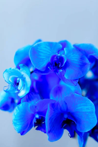 Orchidea beaty blu su uno sfondo freddo — Foto Stock