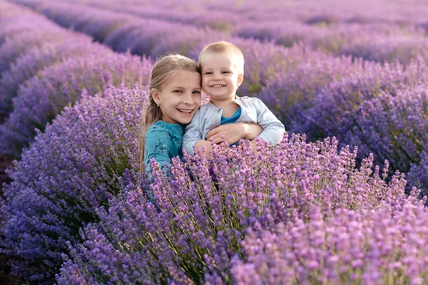 Mor Lavanta Çiçeği Tarlası Arka Planında Yürüyen Sevimli Tatlı Bir — Stok fotoğraf