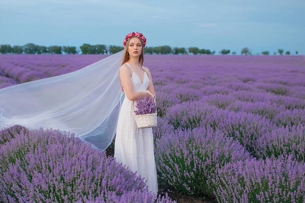 Belle Femme Avec Panier Lavande Dans Champ Lavande — Photo