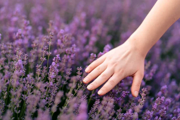 Een Zachtaardige Vrouwelijke Hand Loopt Door Een Lavendelstruik — Stockfoto