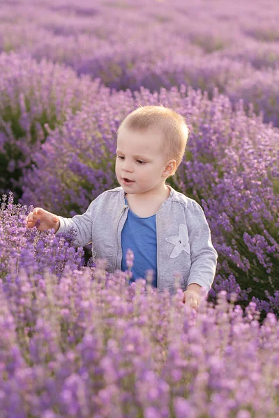 Gelukkige Baby Jongen Lavendel Zomer Veld — Stockfoto