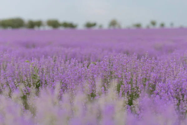Schöne Lila Lavendelblüten Nahaufnahme Unschärfe Lila Hintergrund — Stockfoto
