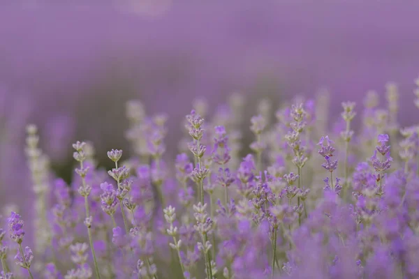 Schöne Lila Lavendelblüten Nahaufnahme Unschärfe Lila Hintergrund — Stockfoto