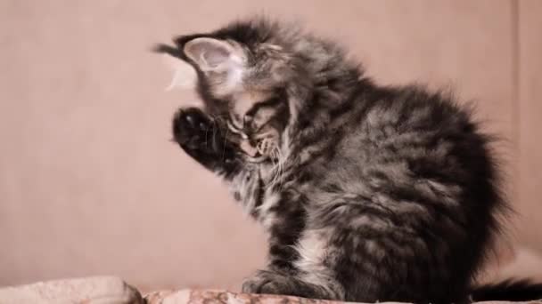 Смешной котёнок облизывает лапу и моет — стоковое видео
