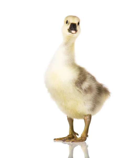 Schattig pasgeboren gosling — Stockfoto