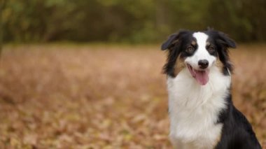 Avustralya çoban köpeği Park
