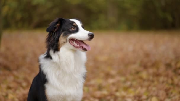 Australische herder hond in park — Stockvideo