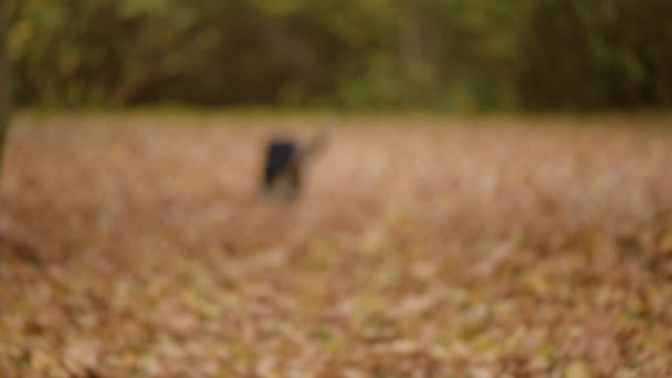 Man met hond in park — Stockvideo