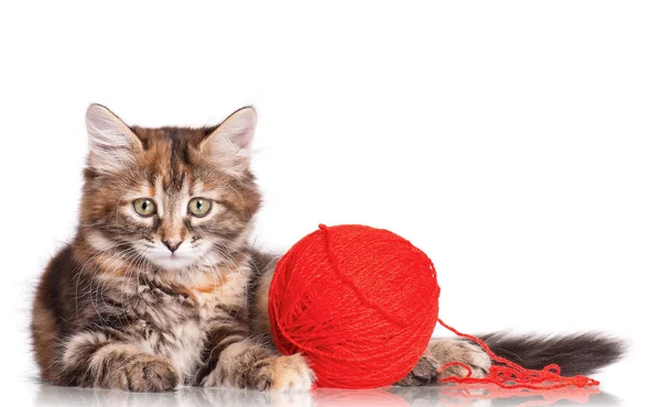 Gatito aislado en blanco — Foto de Stock