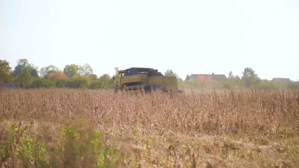 Сбор кукурузы из комбайнов — стоковое видео