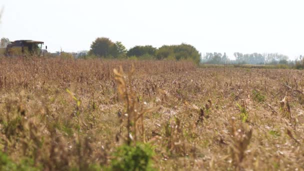 Combine-harvester picking Corn — Stock Video