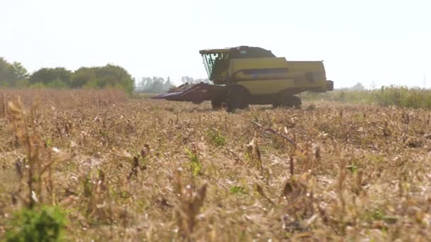 Combine-harvester picking Corn — Stock Video