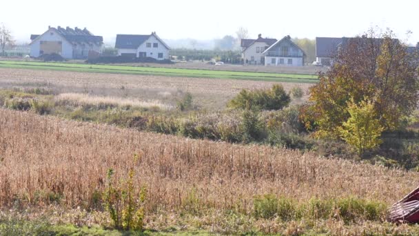 Combineren-harvester plukken van maïs — Stockvideo