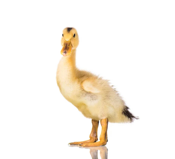 Cute newborn duckling — Stock Photo, Image