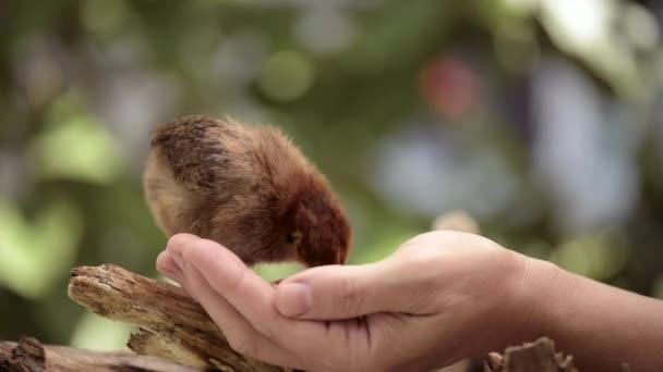 Newborn brown chick — Stock Video