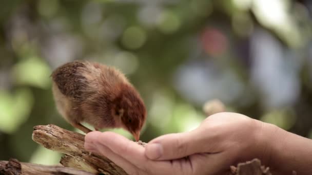 Pollito marrón recién nacido — Vídeo de stock